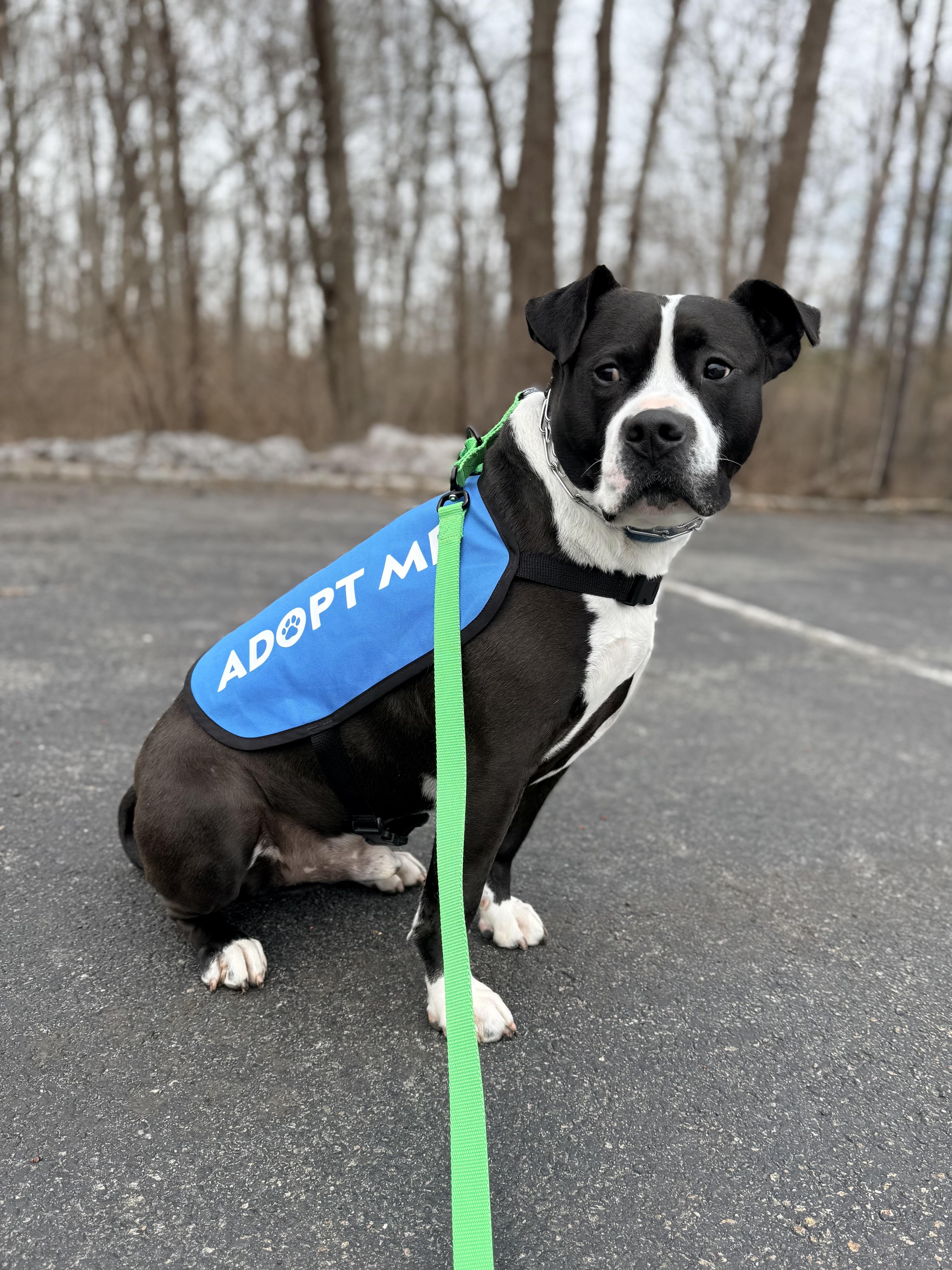 Enlarge Vader, an adoptable mixed breed in Mendham, NJ image 2/4