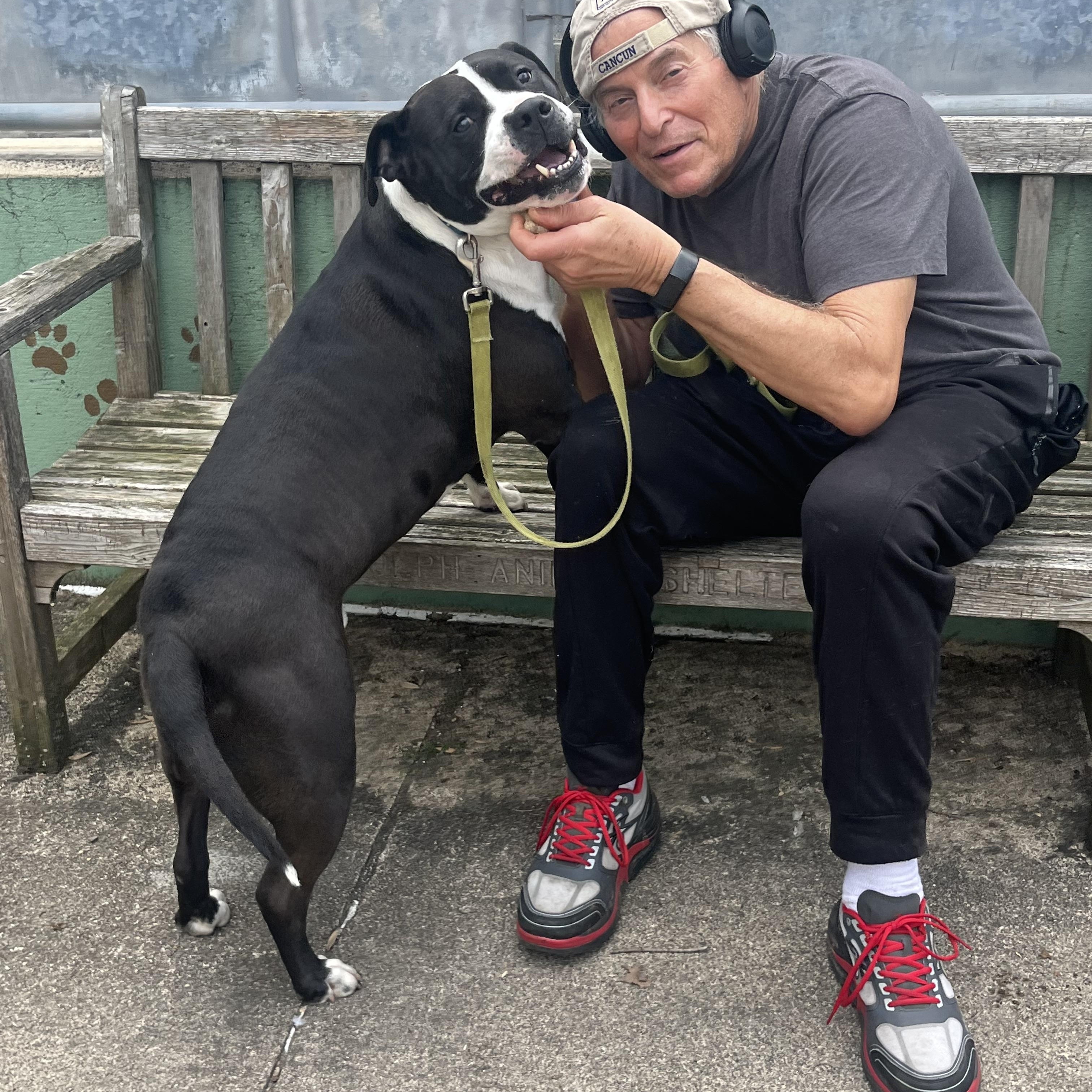 Enlarge Vader, an adoptable mixed breed in Mendham, NJ image 1/4