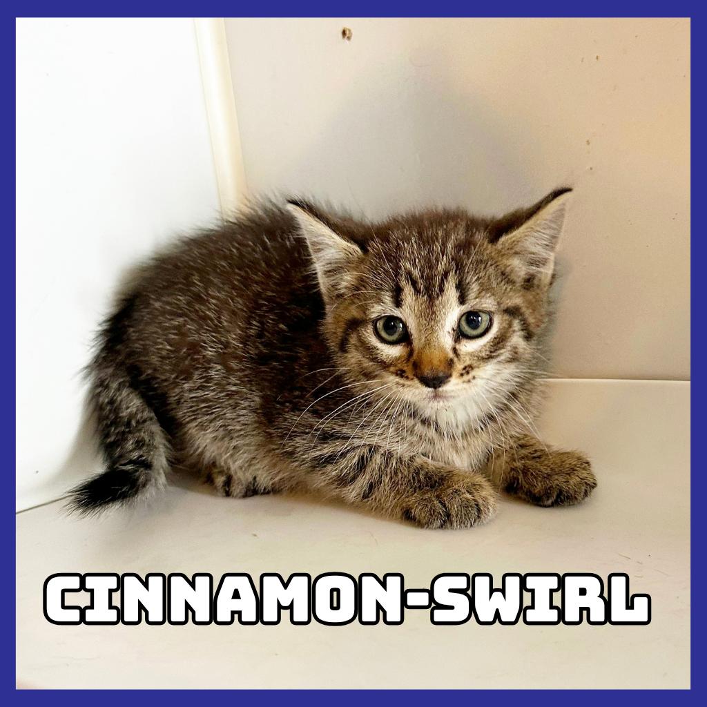 Cinnamon-Swirl, Adoptable, Kitten Female Domestic Short Hair.