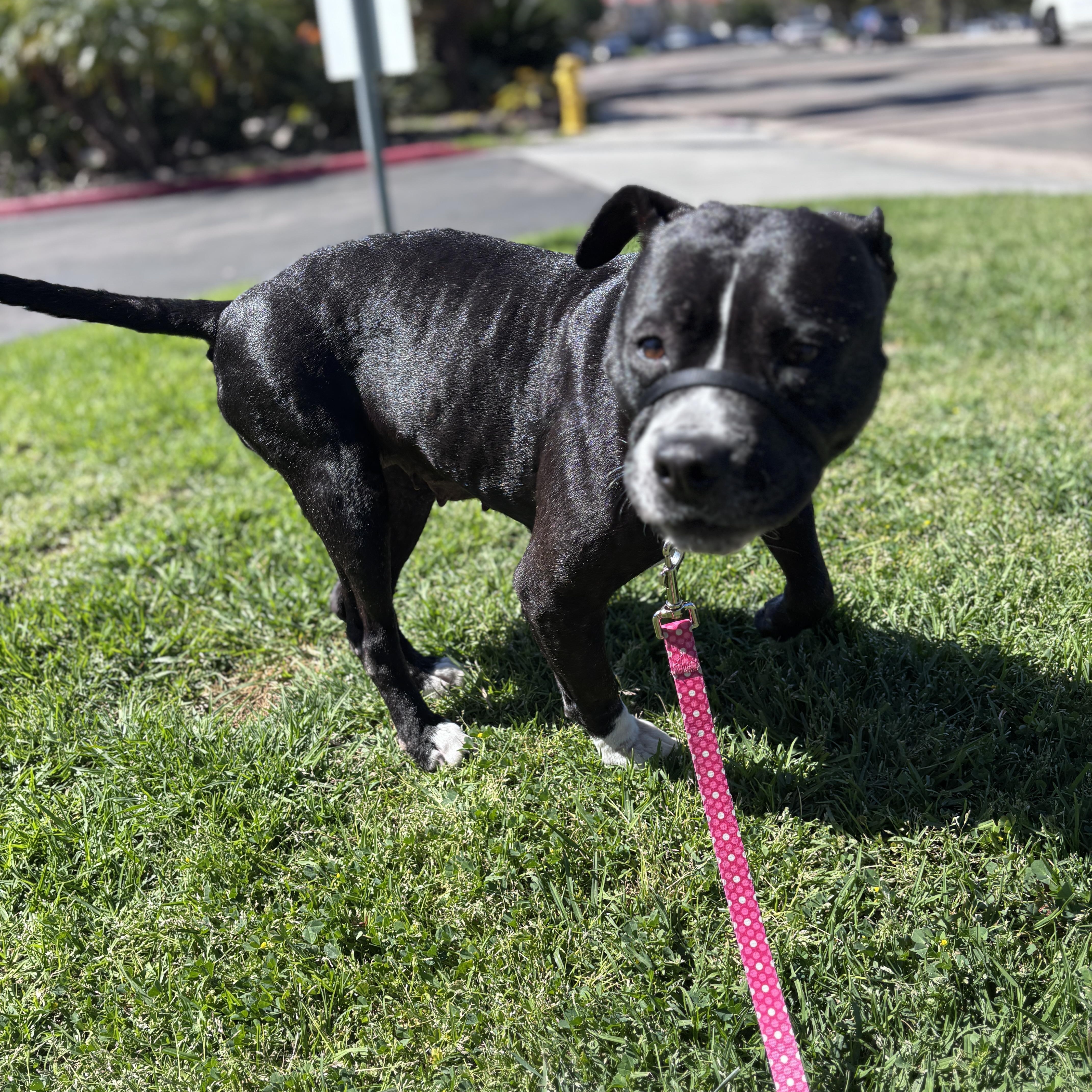 Gertie