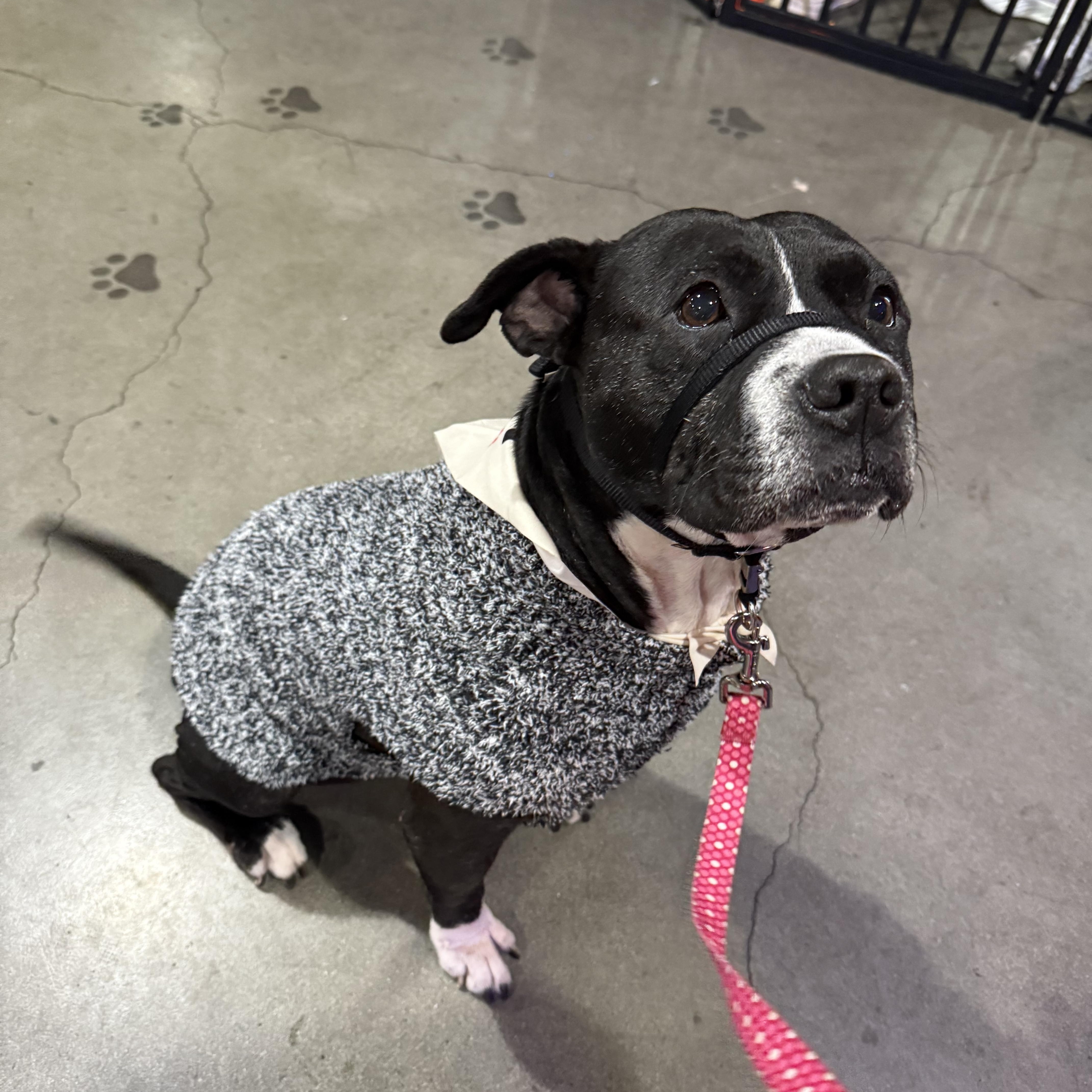 Gertie