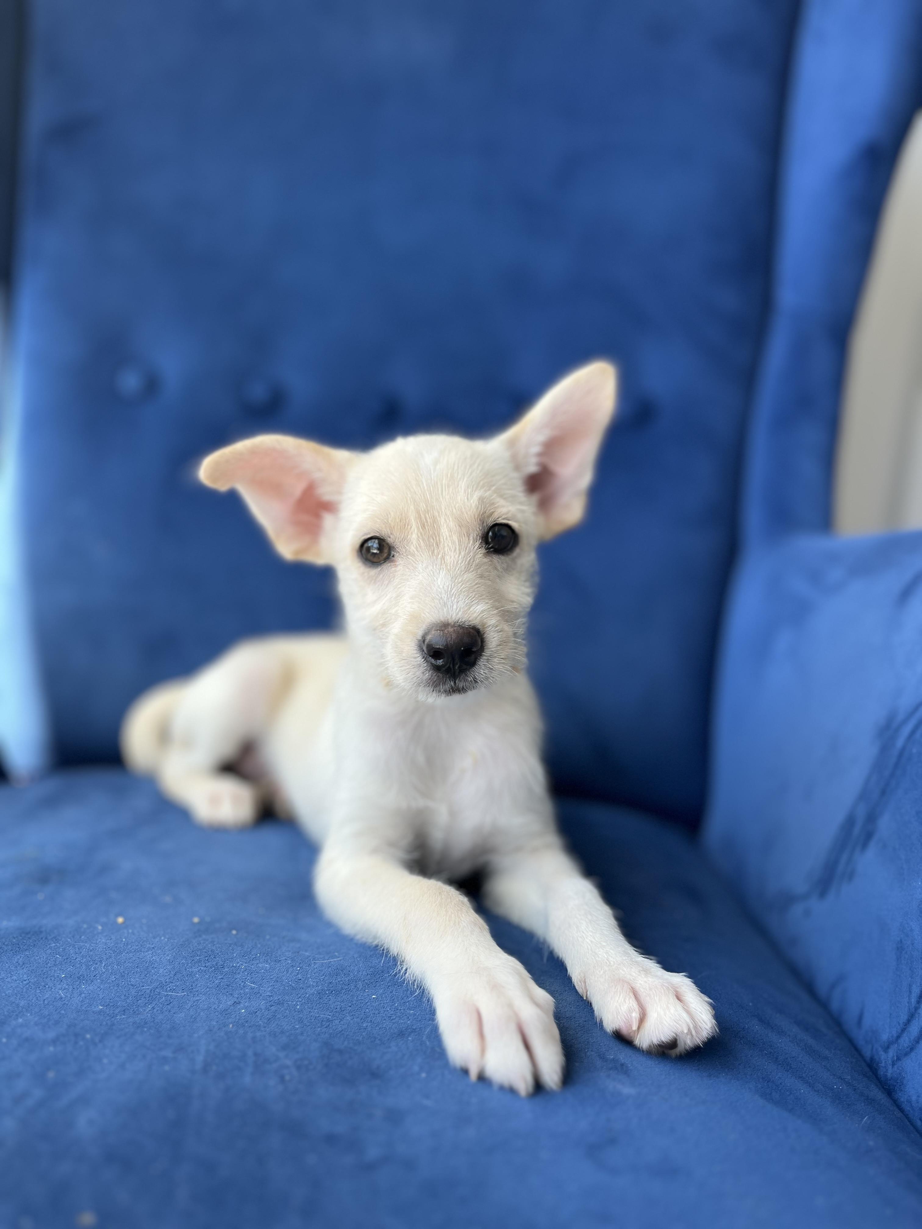 Enlarge Kalea, a Adoptable mixed breed in Poway, CA image 1/5