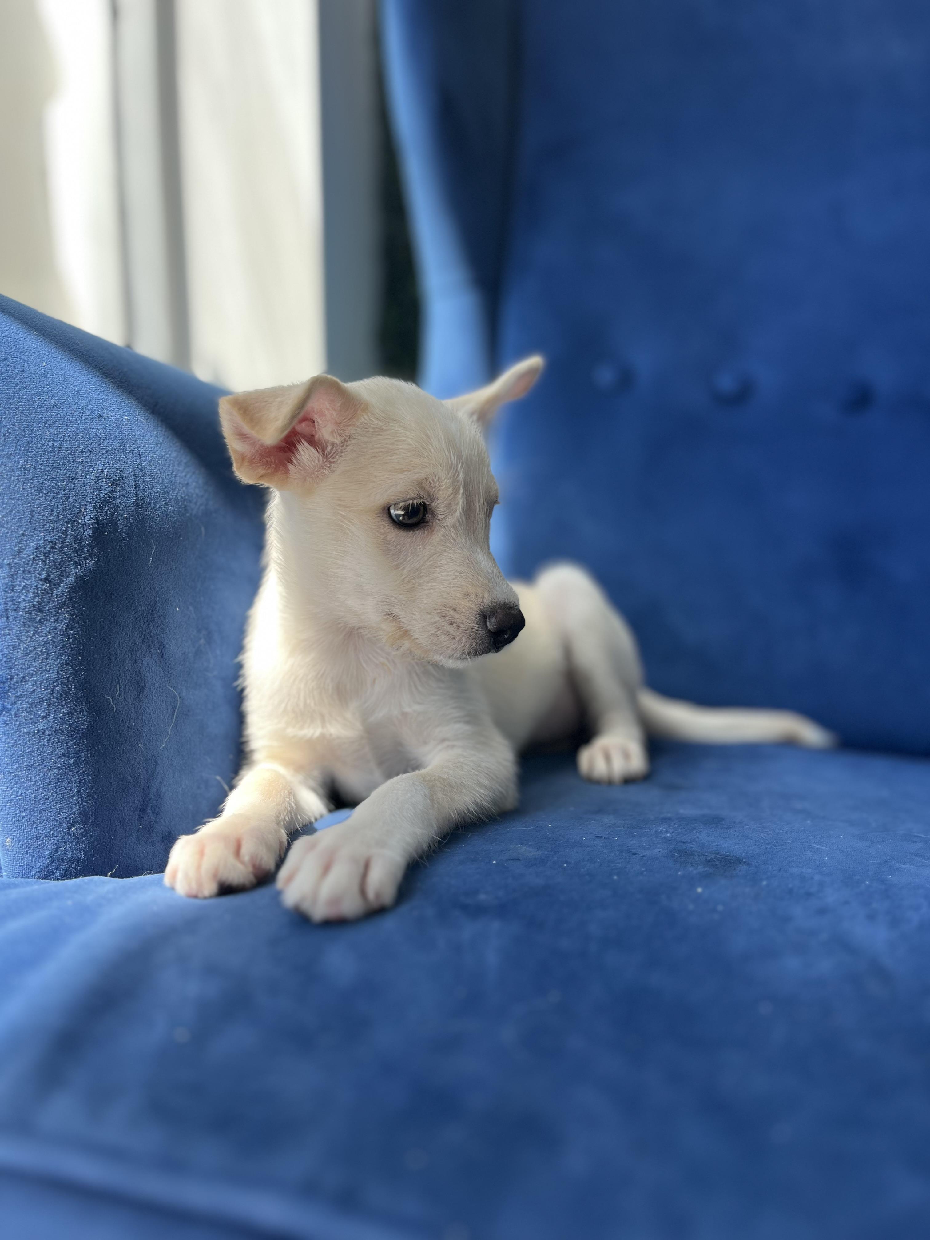 Enlarge Kalea, a Adoptable mixed breed in Poway, CA image 4/5