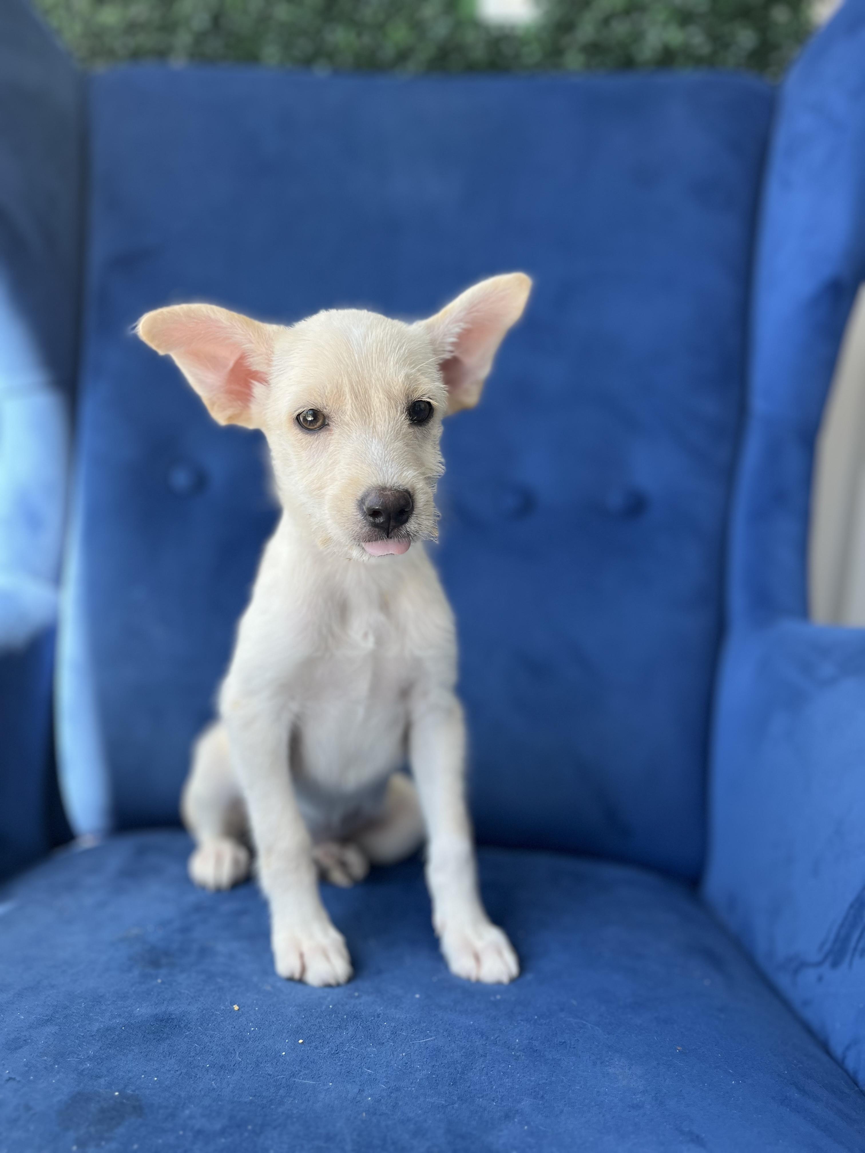 Enlarge Kalea, a Adoptable mixed breed in Poway, CA image 2/5