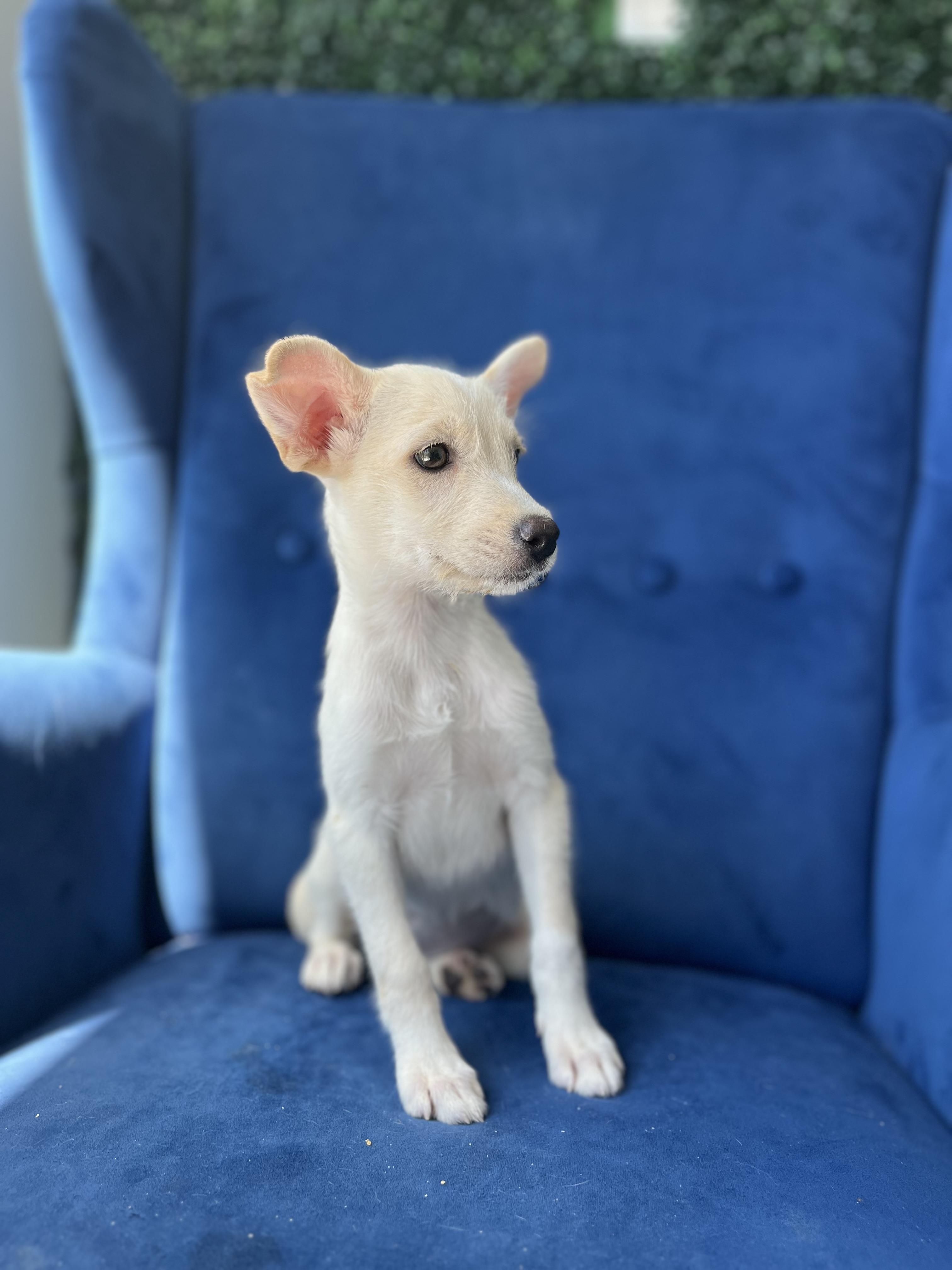 Enlarge Kalea, a Adoptable mixed breed in Poway, CA image 3/5