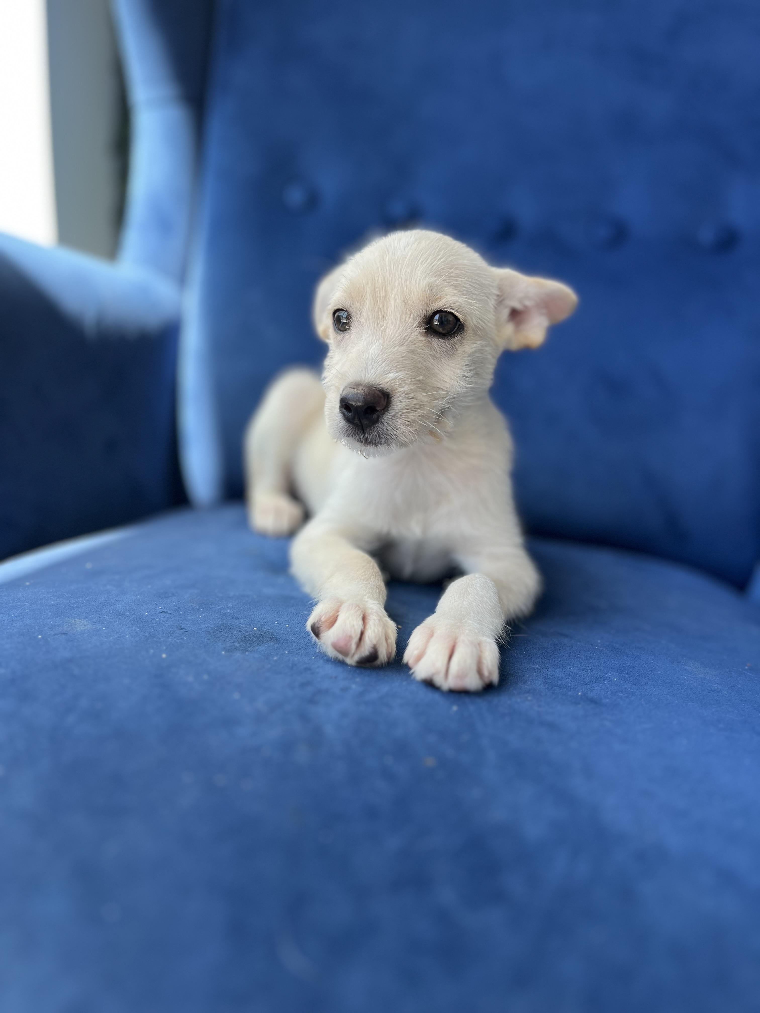 Enlarge Kalea, a Adoptable mixed breed in Poway, CA image 5/5