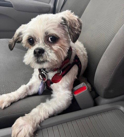April, Adoptable, Adult Female Shih Tzu.