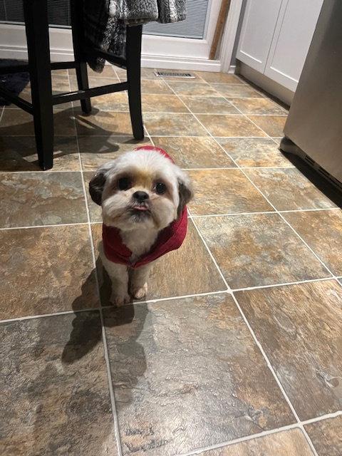 April, a Adoptable Shih Tzu in Etobicoke, ON image 1/3