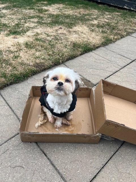 April, Adoptable, Adult Female Shih Tzu.