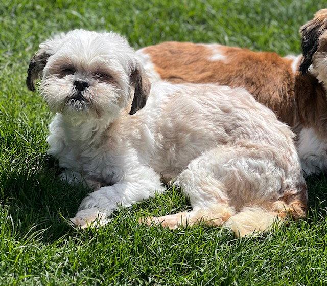 April, a Adoptable Shih Tzu in Etobicoke, ON image 2/3