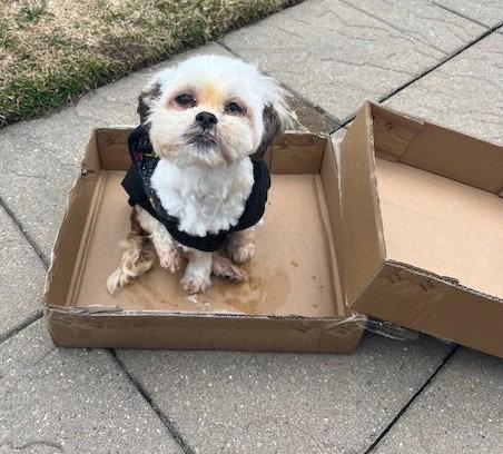 Enlarge April, a Adoptable Shih Tzu in Etobicoke, ON image 2/3