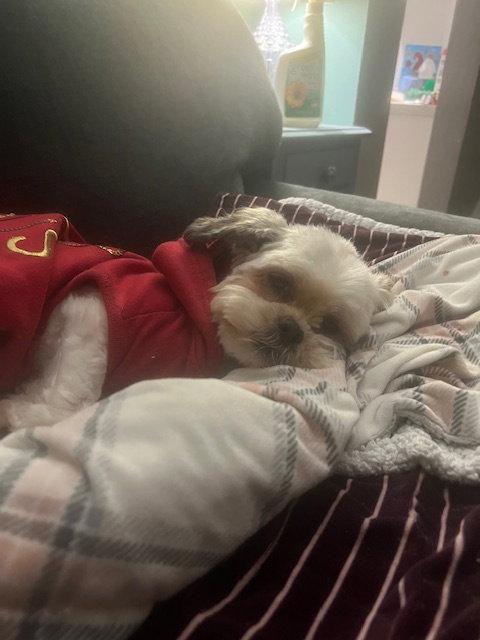 April, a Adoptable Shih Tzu in Etobicoke, ON image 3/3