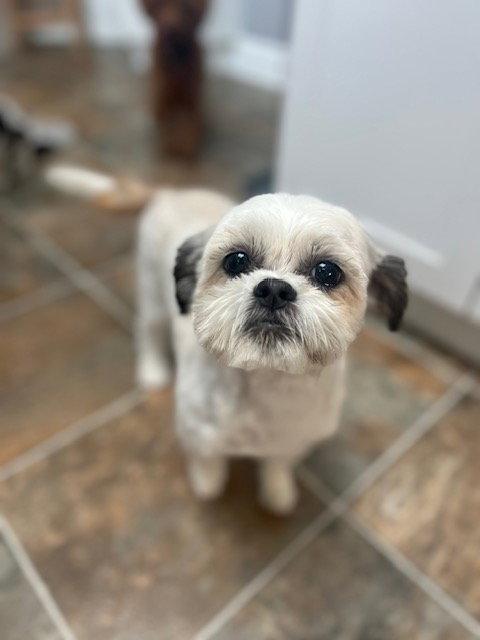 April, a Adoptable Shih Tzu in Etobicoke, ON image 3/3