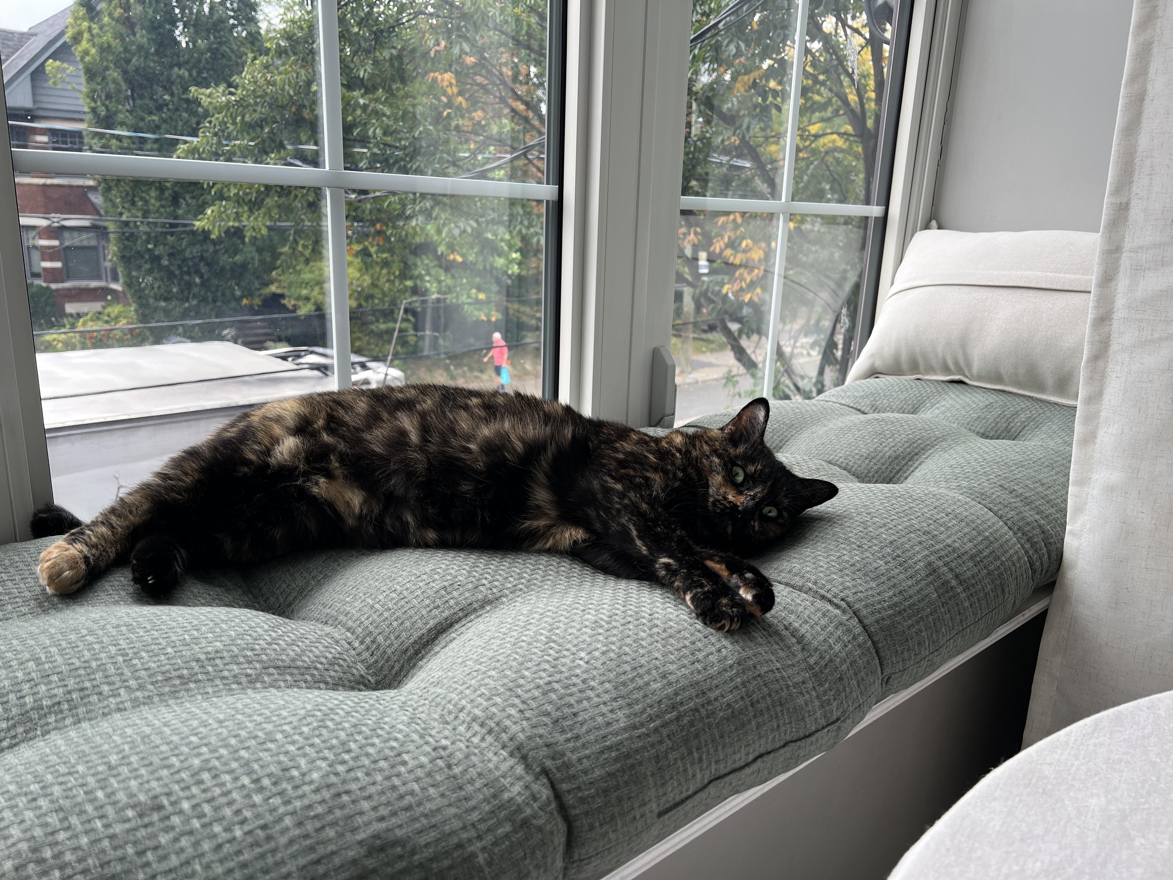Enlarge Speckles, a Adoptable Domestic Short Hair in Toronto, ON image 2/3