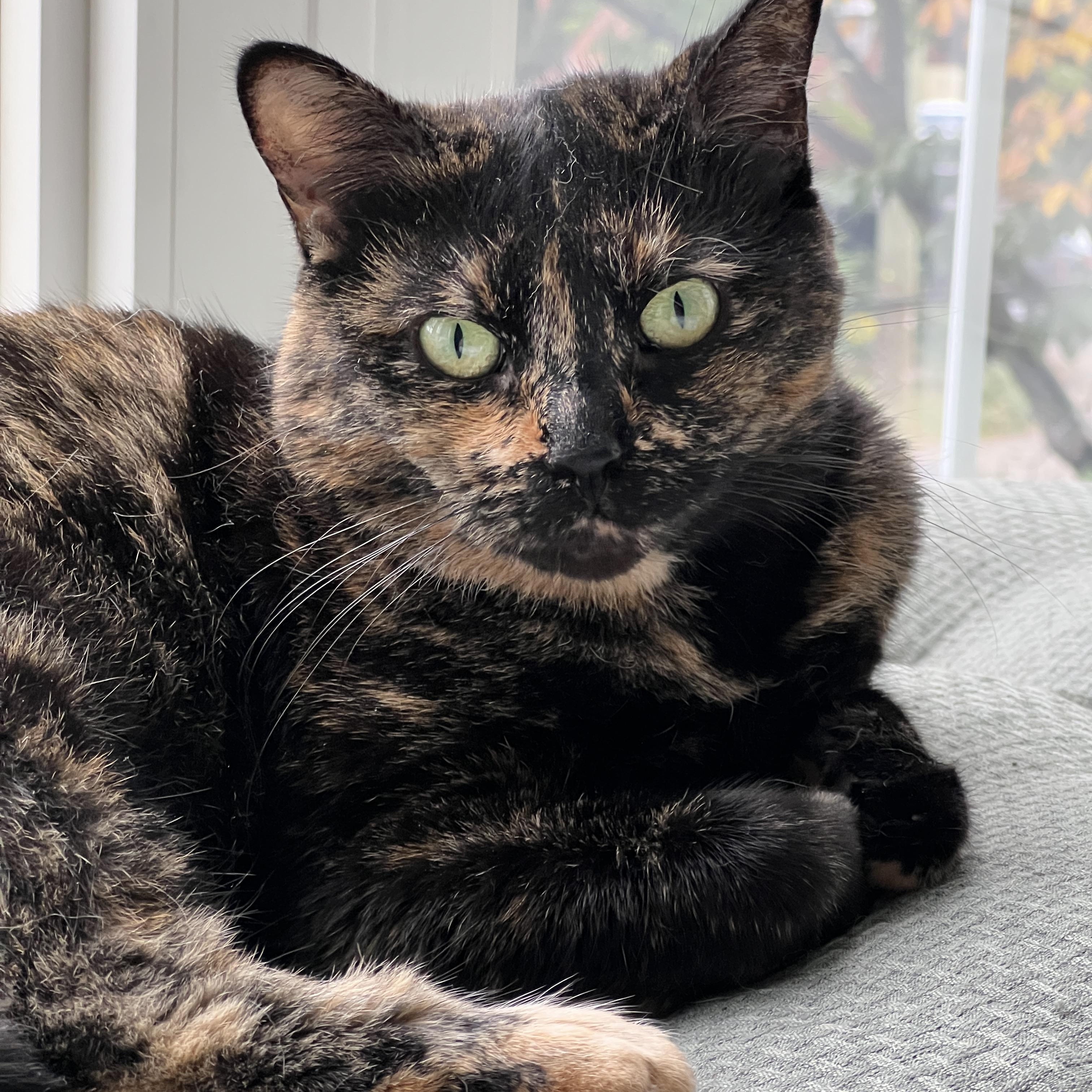 Speckles, Adoptable, Adult Female Domestic Short Hair.