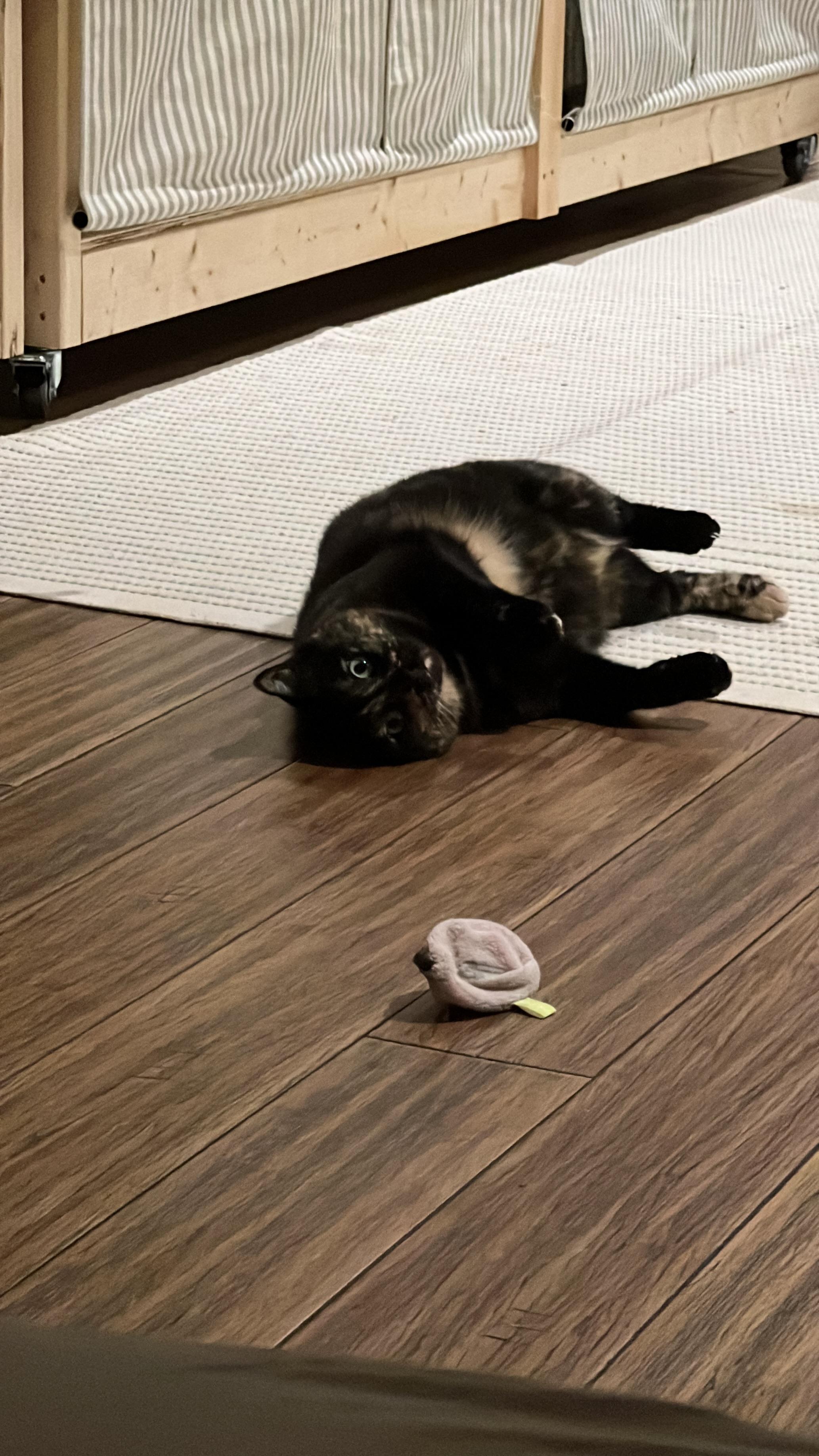 Enlarge Speckles, a Adoptable Domestic Short Hair in Toronto, ON image 3/3