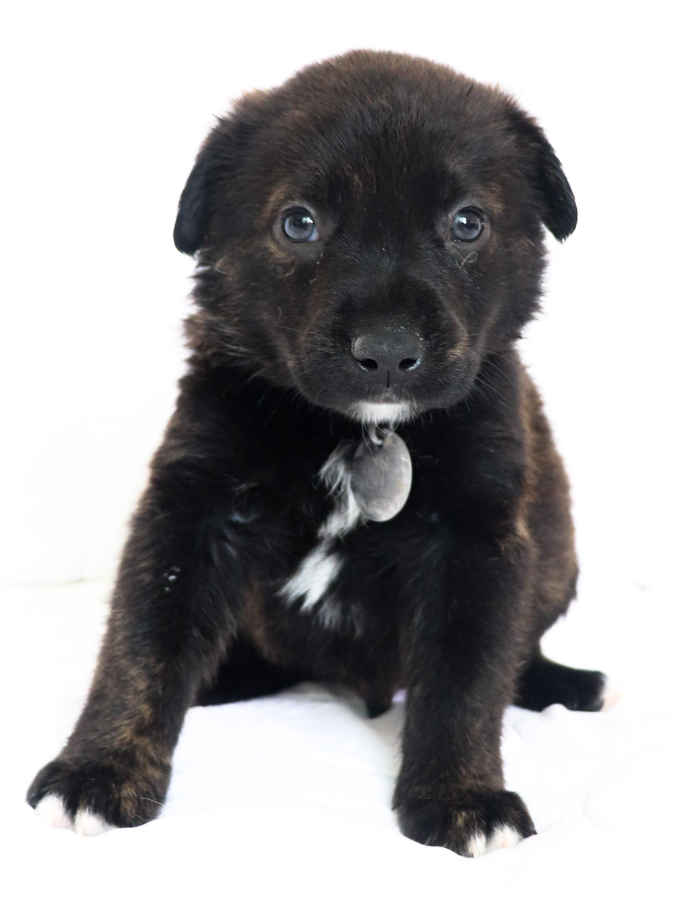 Enlarge Charlie (Chaplin), an adopted mixed breed in Saint Paul, MN image 3/6