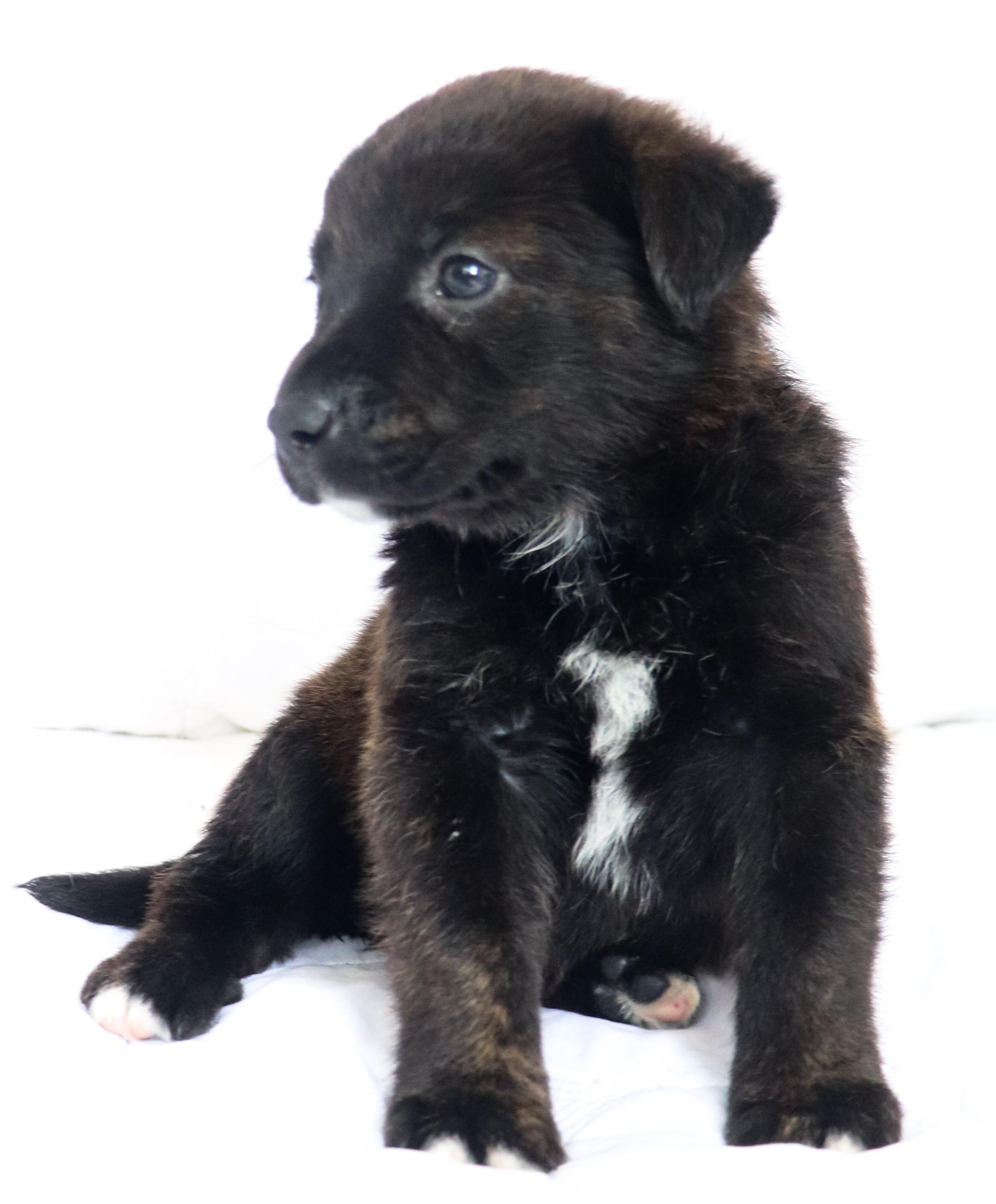 Enlarge Charlie (Chaplin), an adopted mixed breed in Saint Paul, MN image 1/6