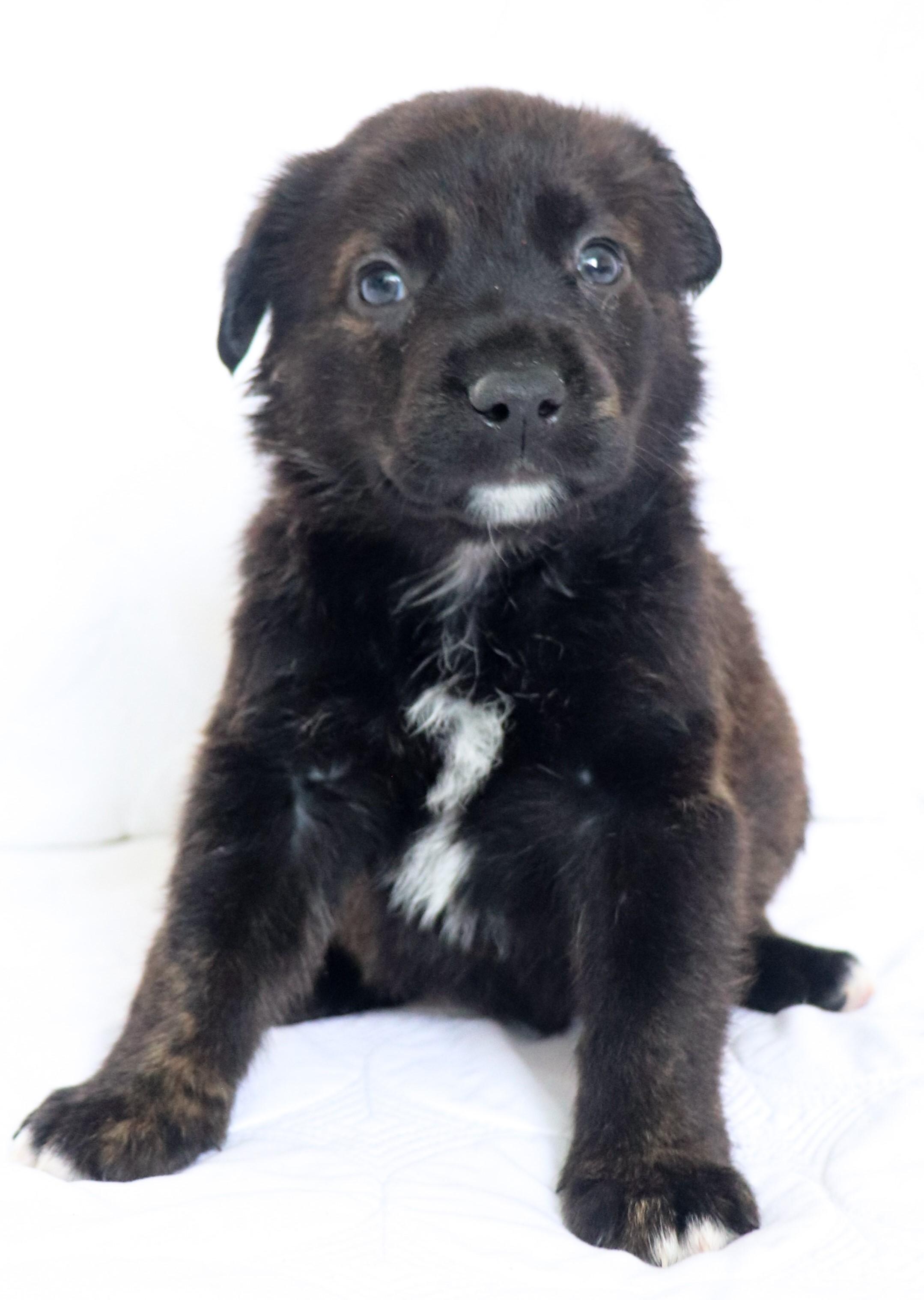 Enlarge Charlie (Chaplin), an adopted mixed breed in Saint Paul, MN image 2/6