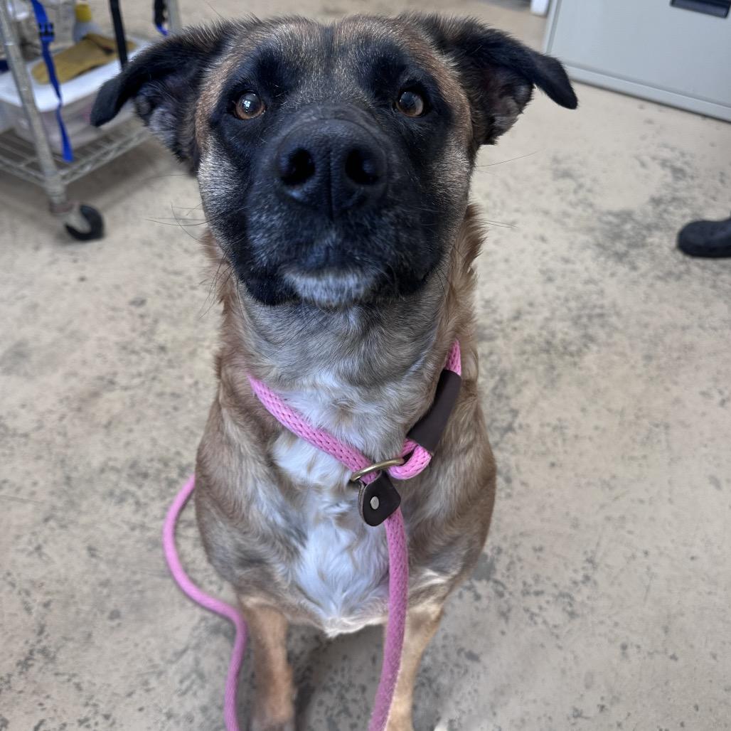 Luna, Adoptable, Adult Female Belgian Shepherd / Malinois & Pit Bull Terrier.