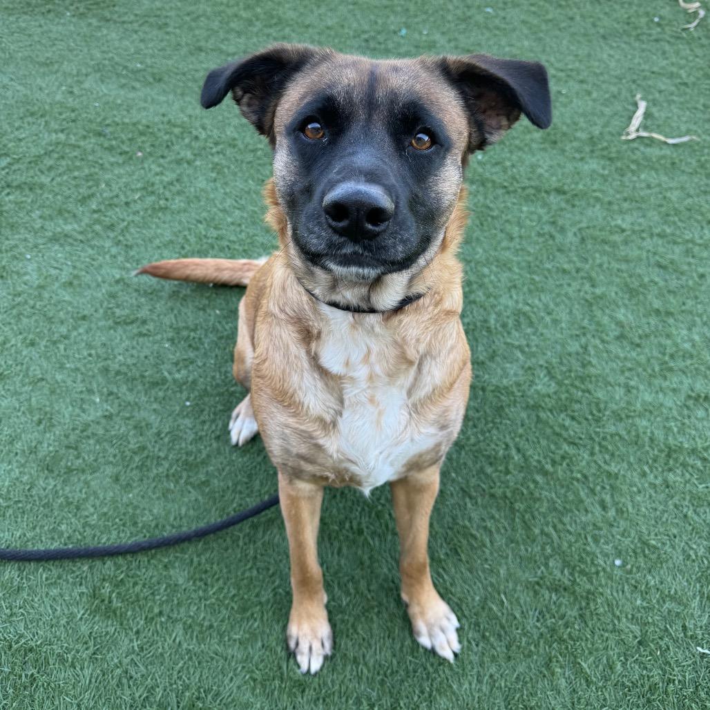 Enlarge Luna, a Adoptable mixed breed in Canton, IL image 2/6