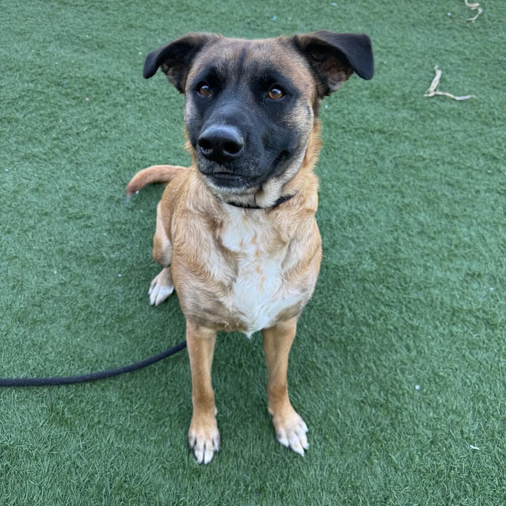 Enlarge Luna, a Adoptable mixed breed in Canton, IL image 3/6