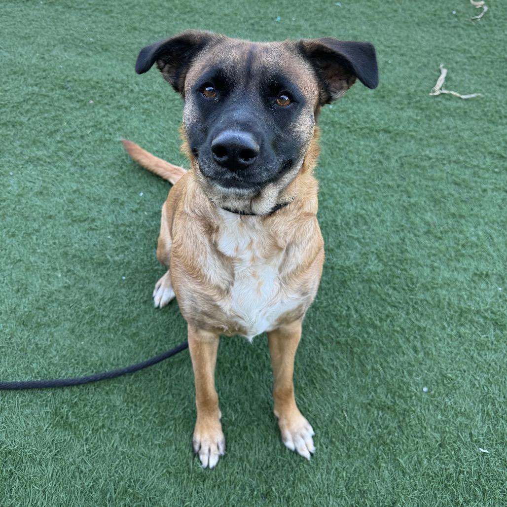 Enlarge Luna, a Adoptable mixed breed in Canton, IL image 4/6