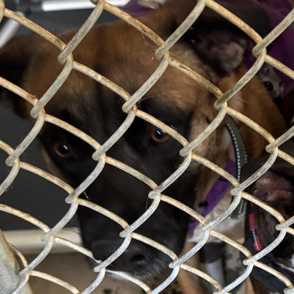 Enlarge Luna, a Adoptable mixed breed in Canton, IL image 5/6