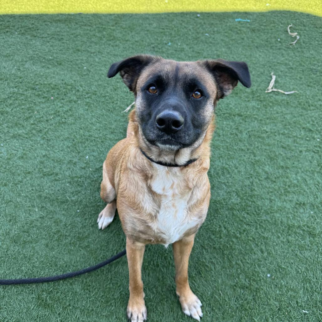 Enlarge Luna, a Adoptable mixed breed in Canton, IL image 6/6