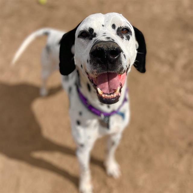 PONGO, Adoptable, Adult Male Dalmatian.