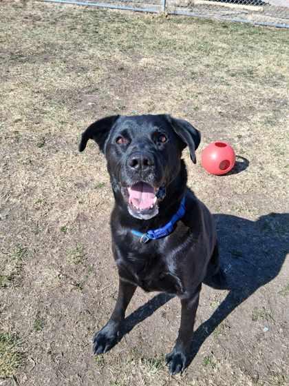 Enlarge Apollo, a Adoptable mixed breed in Scottsbluff, NE image 1/3