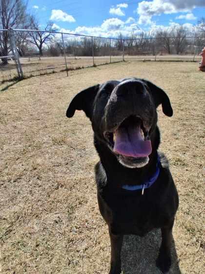 Enlarge Apollo, a Adoptable mixed breed in Scottsbluff, NE image 2/3