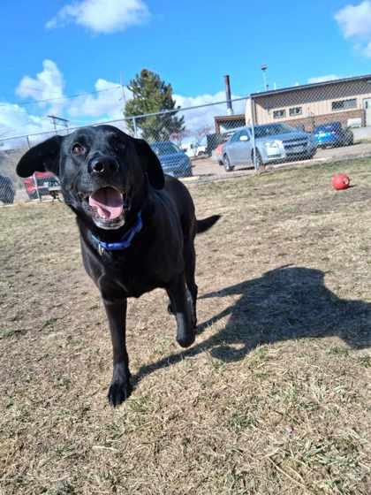 Enlarge Apollo, a Adoptable mixed breed in Scottsbluff, NE image 3/3