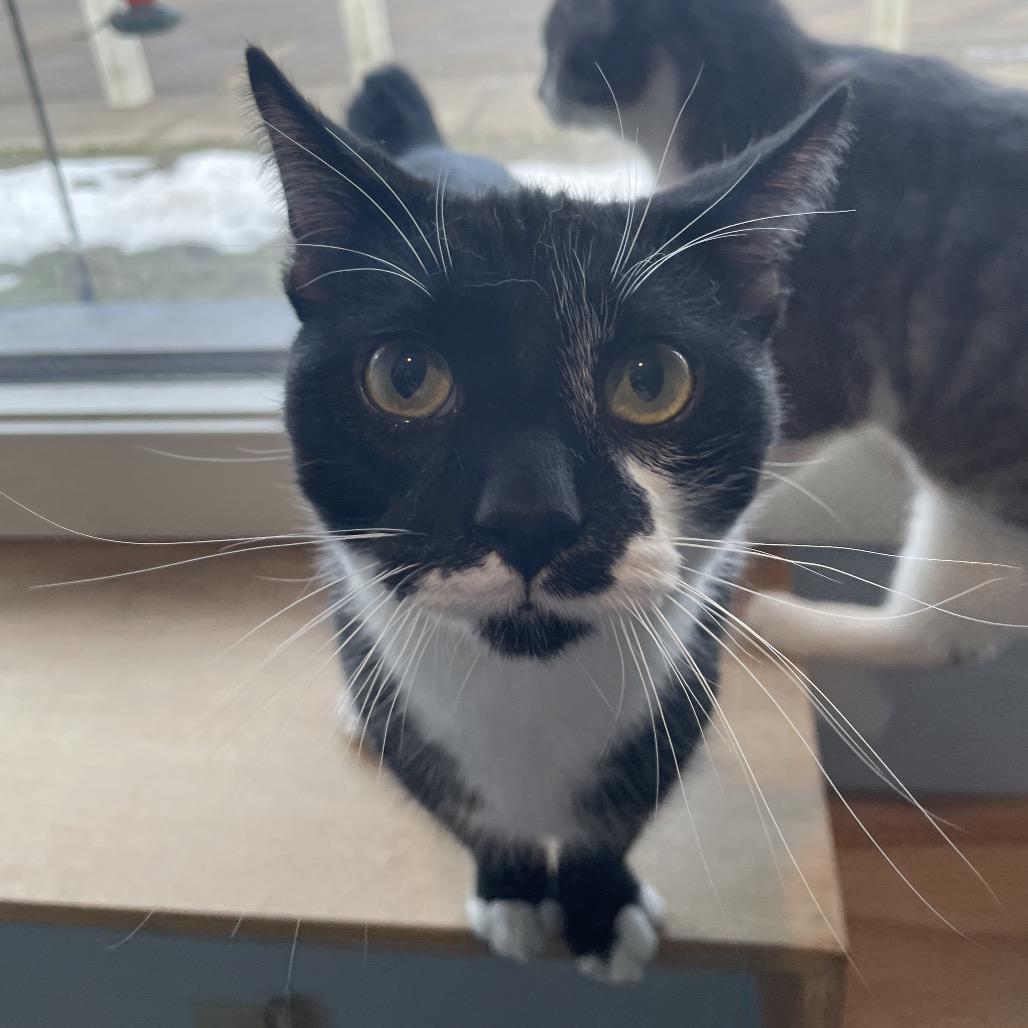 Enlarge Cufflink, a Adoptable Domestic Short Hair in South Haven, MI image 1/5