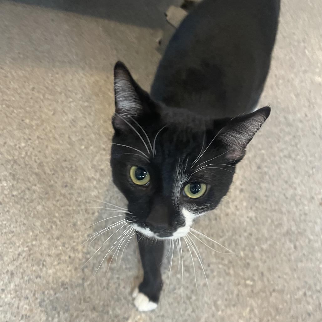 Enlarge Cufflink, a Adoptable Domestic Short Hair in South Haven, MI image 2/5