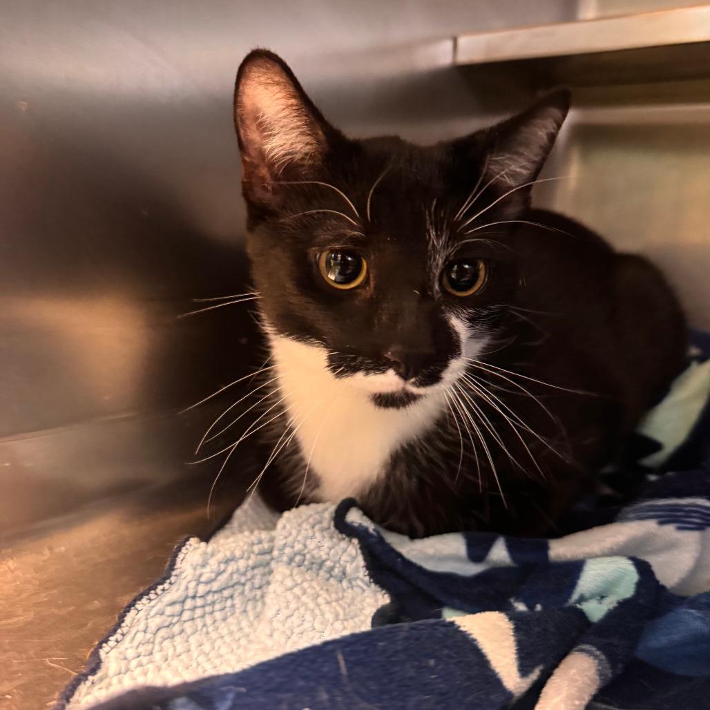 Enlarge Cufflink, a Adoptable Domestic Short Hair in South Haven, MI image 3/5