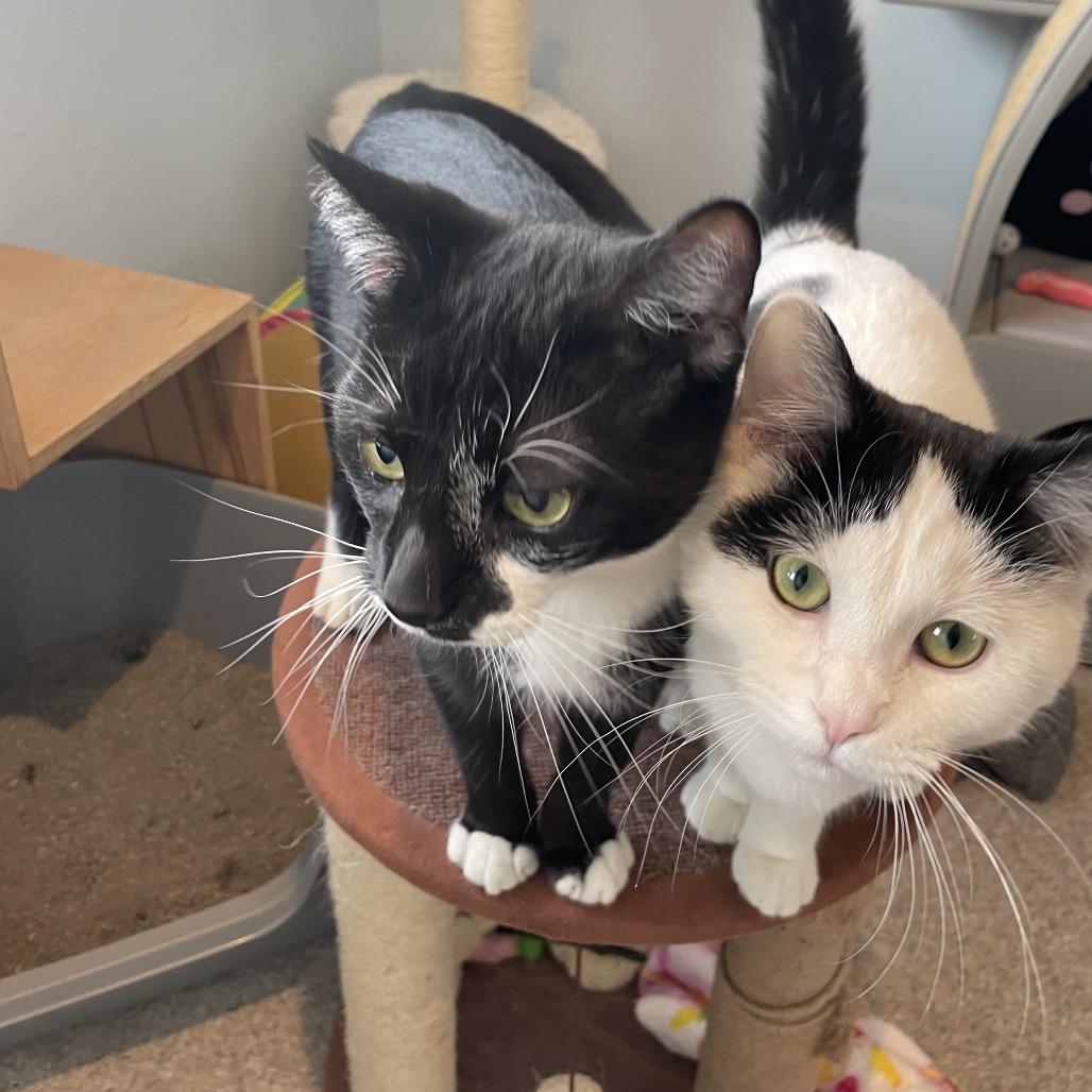 Enlarge Cufflink, a Adoptable Domestic Short Hair in South Haven, MI image 4/5