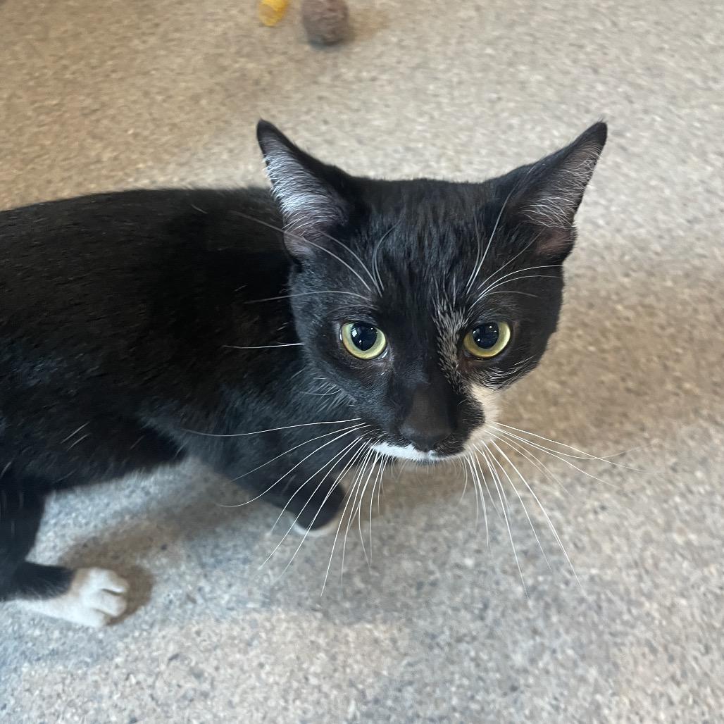 Enlarge Cufflink, a Adoptable Domestic Short Hair in South Haven, MI image 5/5