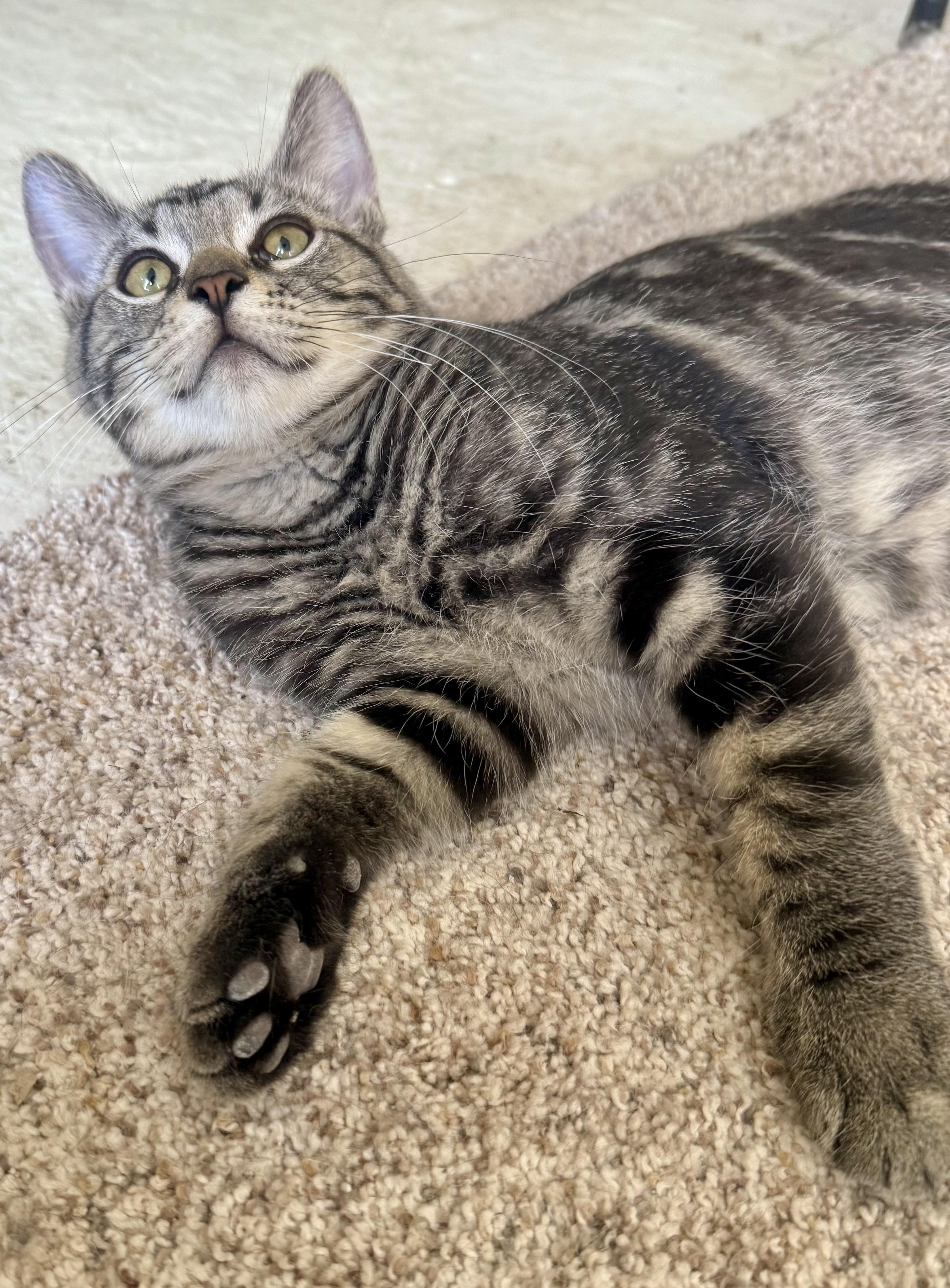Cactus, an adoption pending Tabby in Pickerington, OH image 3/6