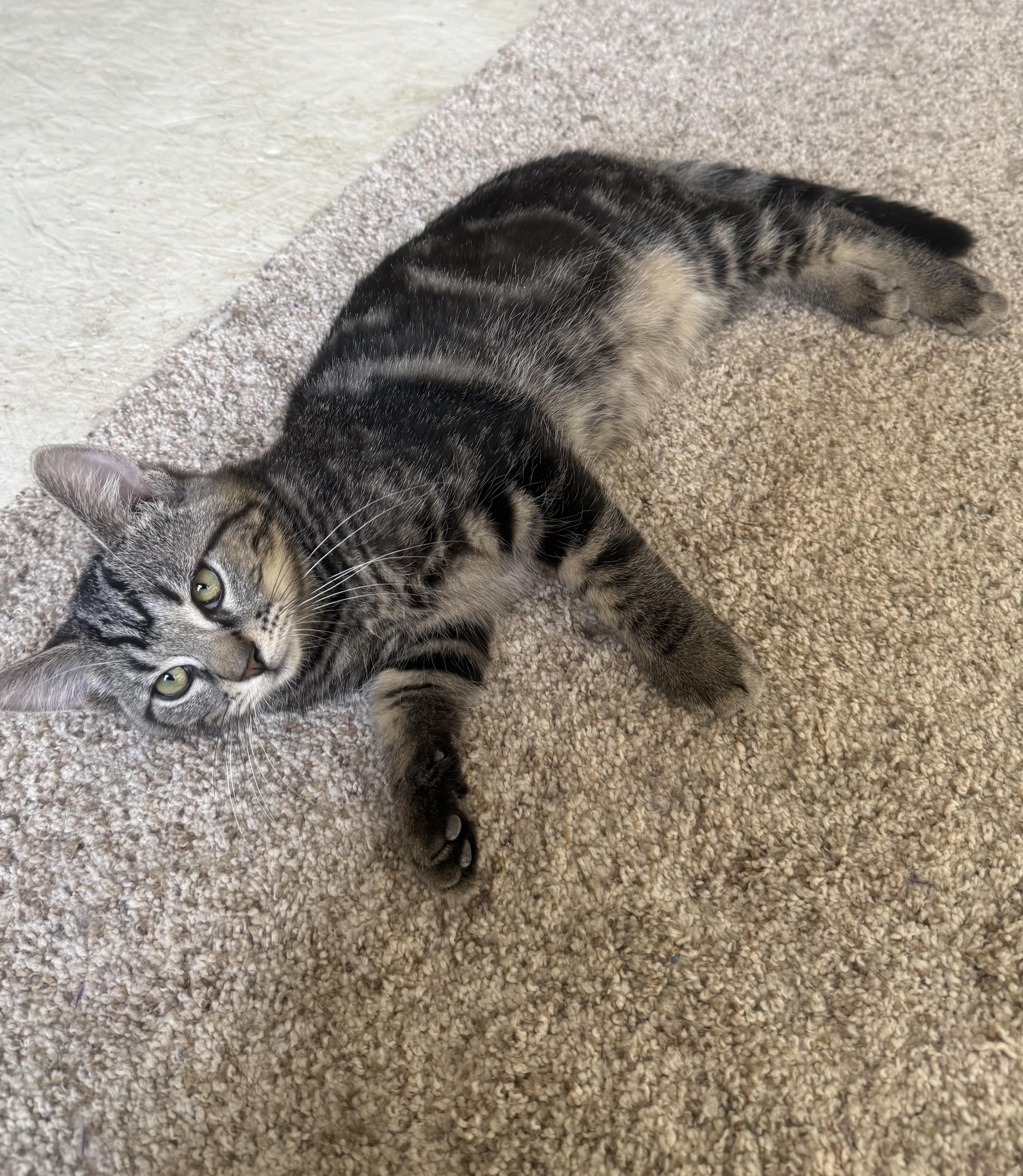 Cactus, an adoption pending Tabby in Pickerington, OH image 4/6