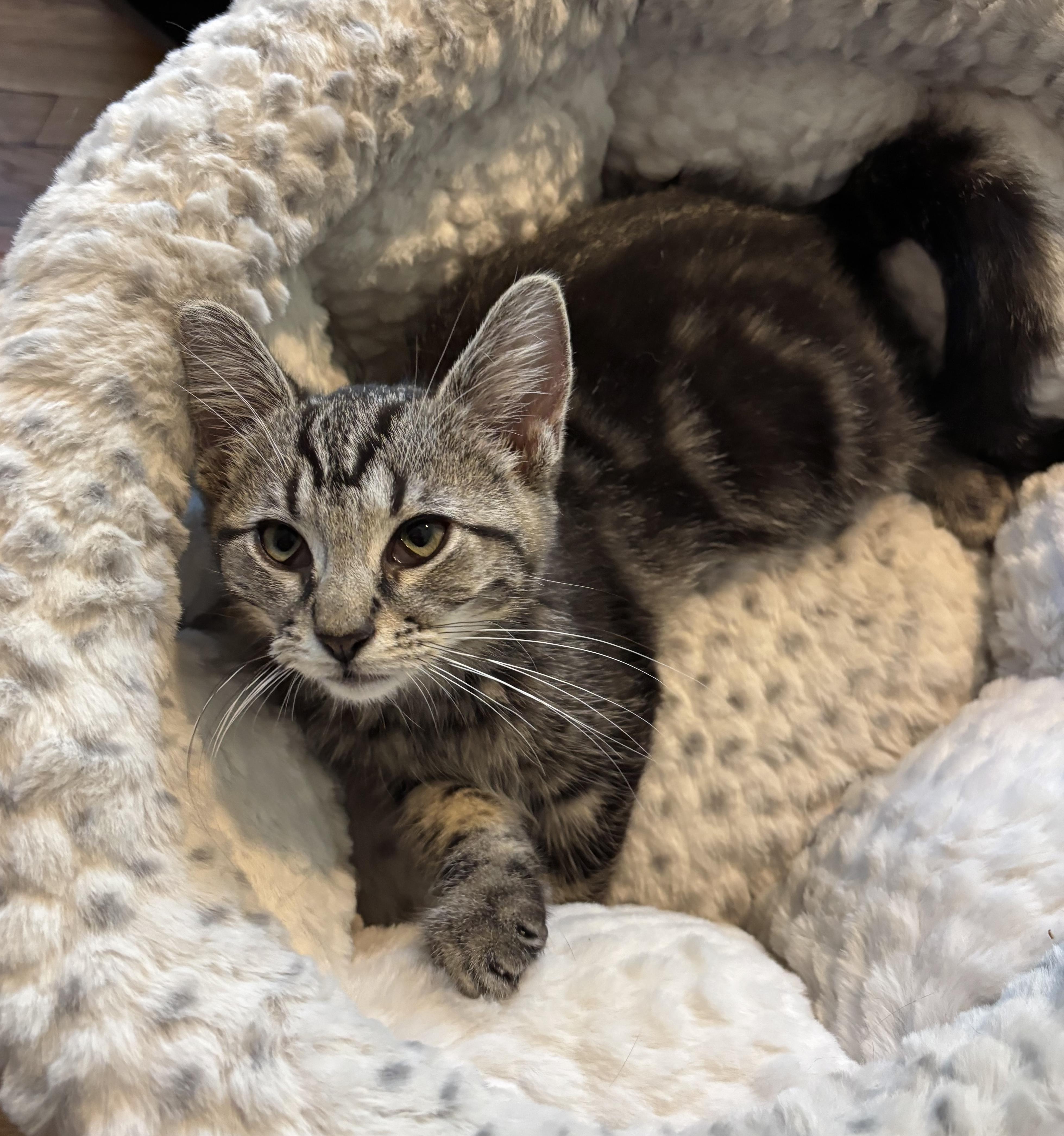 Cactus, an adoption pending Tabby in Pickerington, OH image 2/6