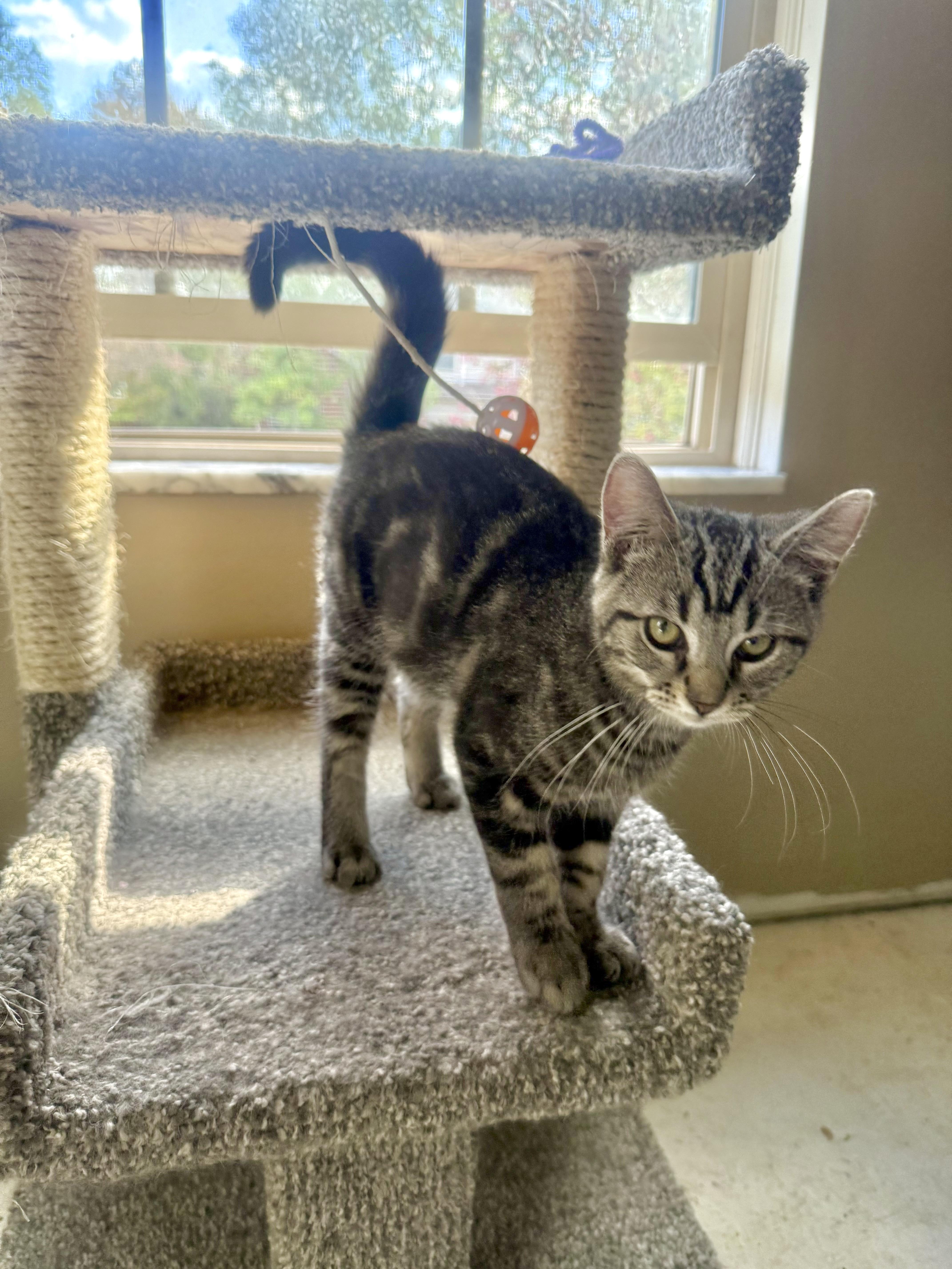 Cactus, an adoption pending Tabby in Pickerington, OH image 5/6