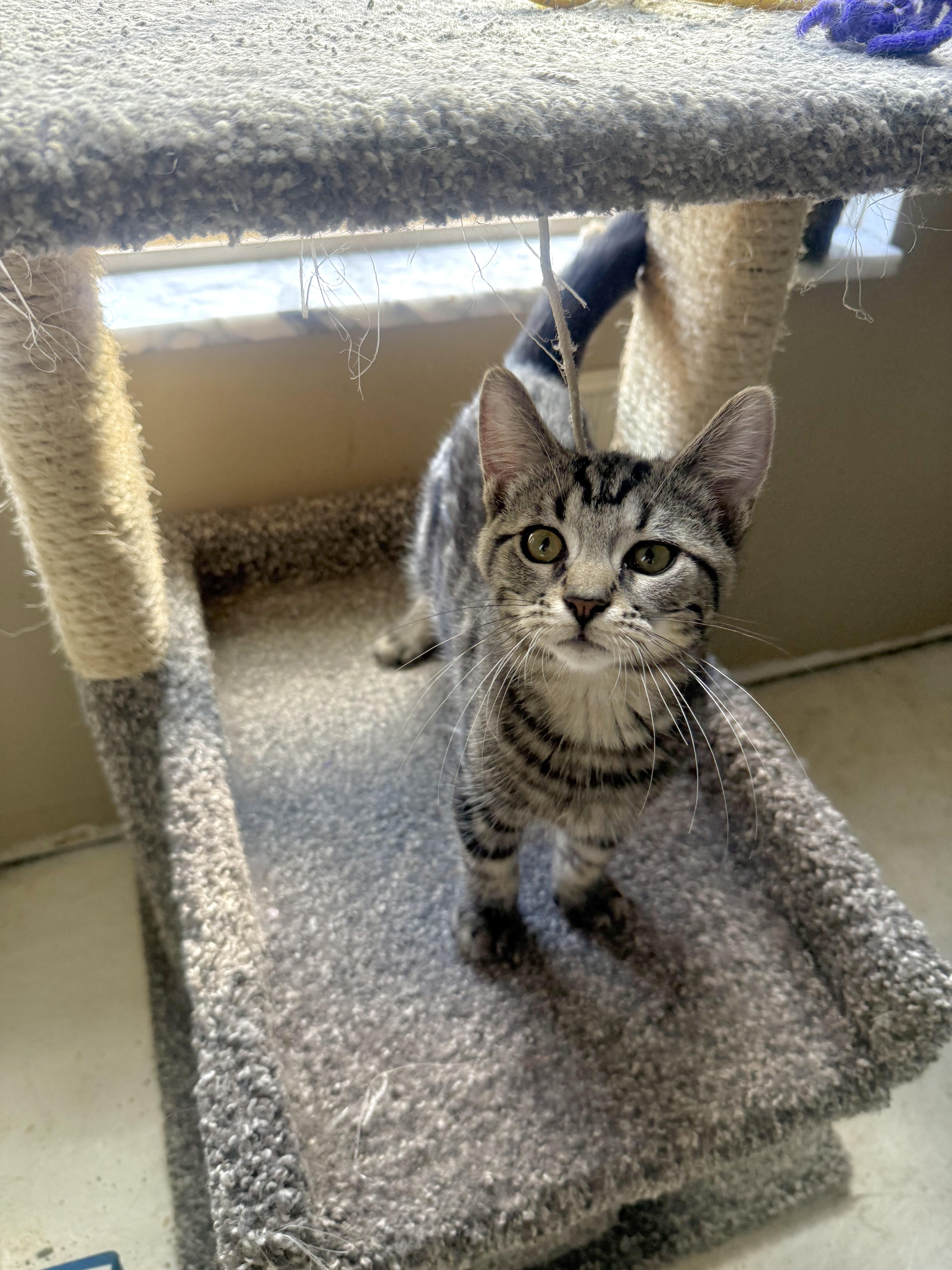 Cactus, an adoption pending Tabby in Pickerington, OH image 6/6