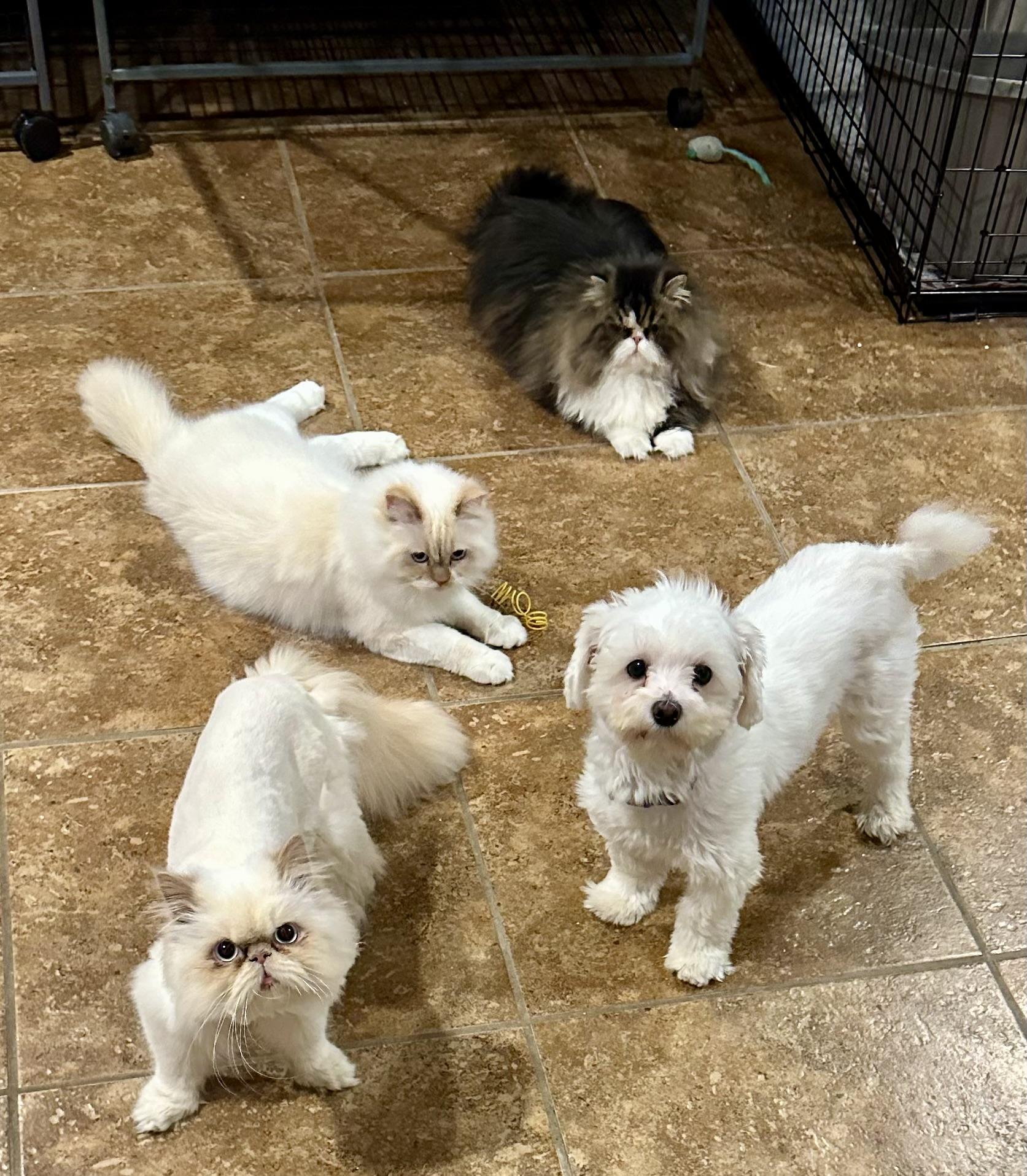 Enlarge Loza!!!, an adopted mixed breed in Manalapan, NJ image 2/6