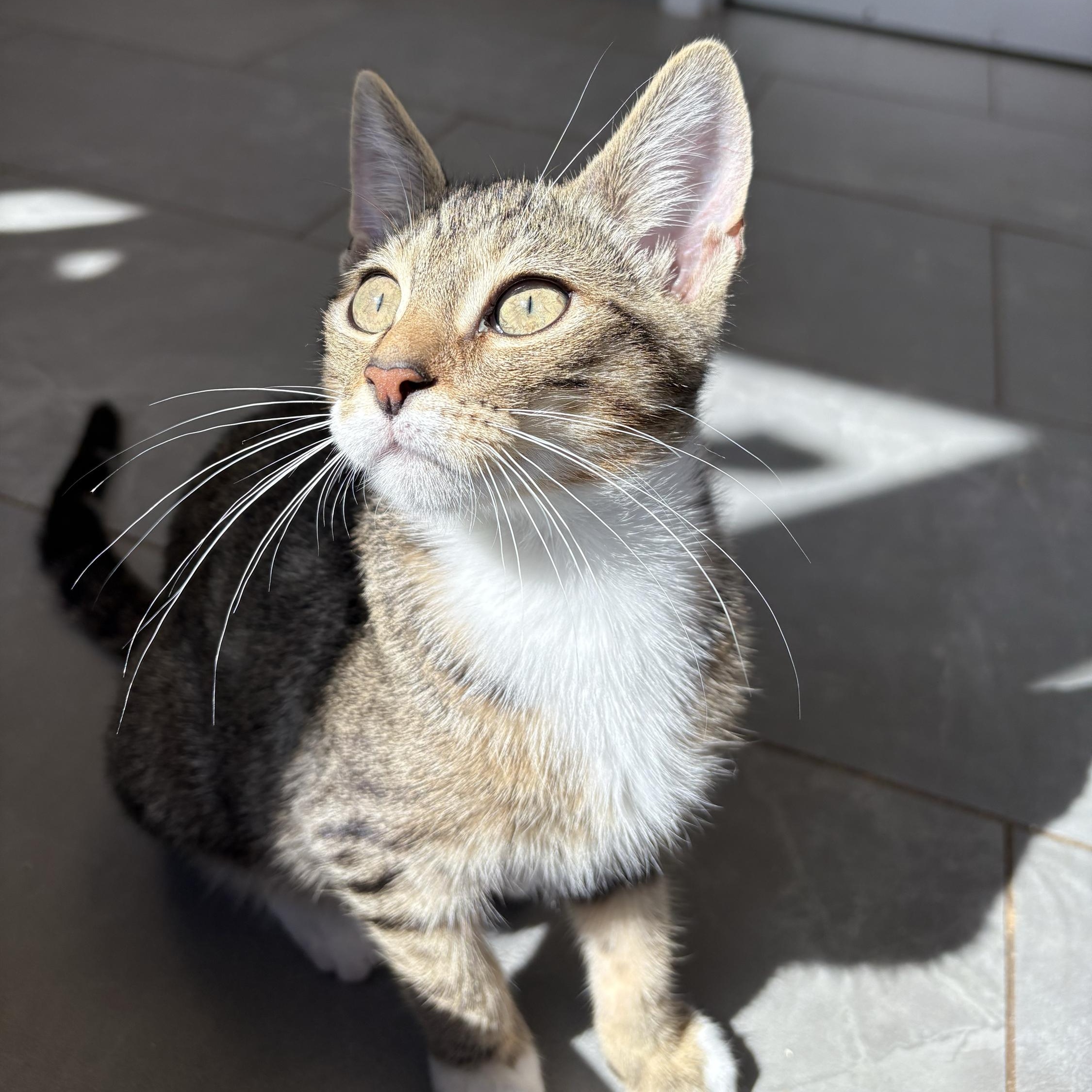 Lars, adopted, Kitten Male Domestic Short Hair.