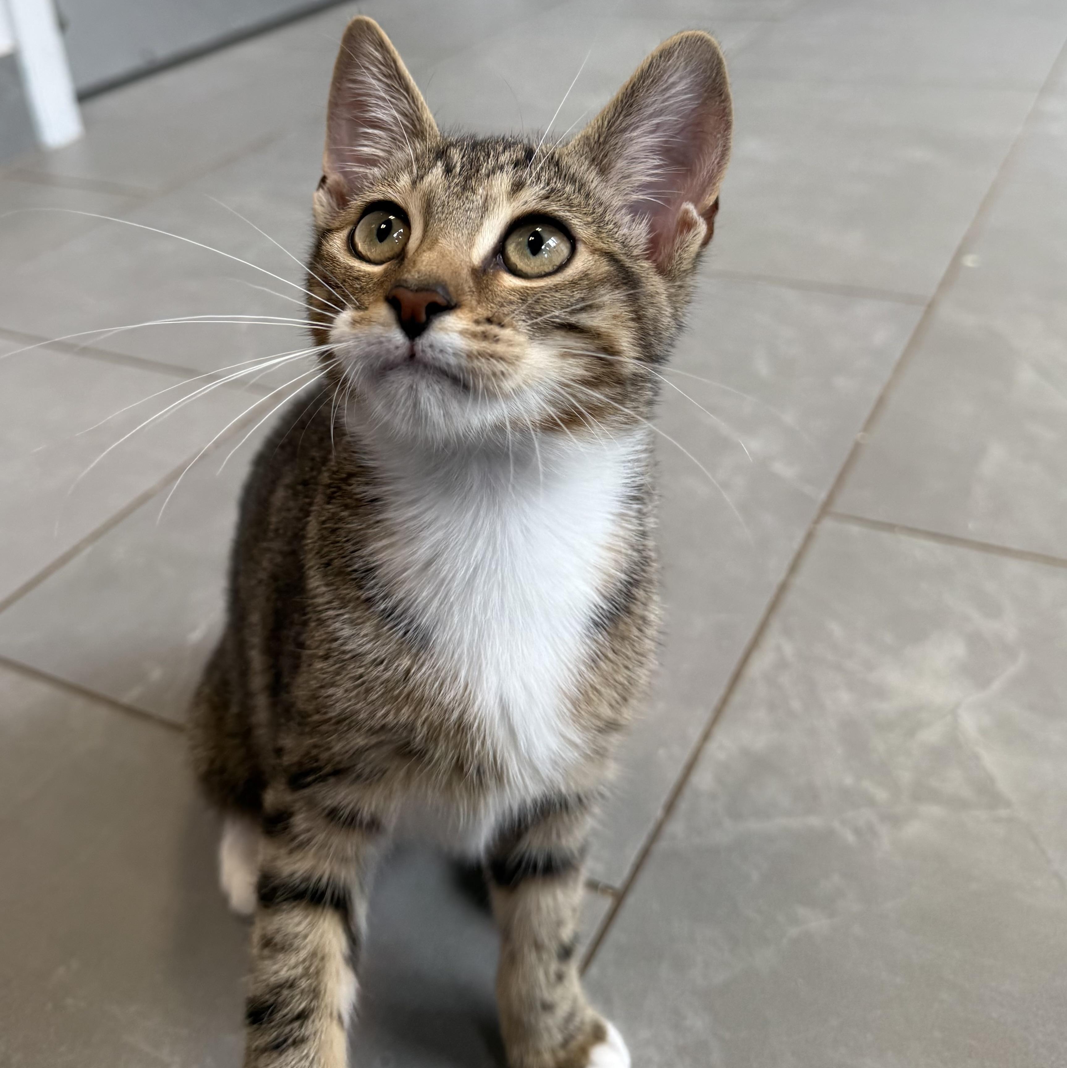 Enlarge Lars, an adopted Domestic Short Hair in North Haven, CT image 2/2