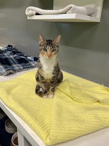 BETTY, Adoptable, Young Female Domestic Medium Hair.