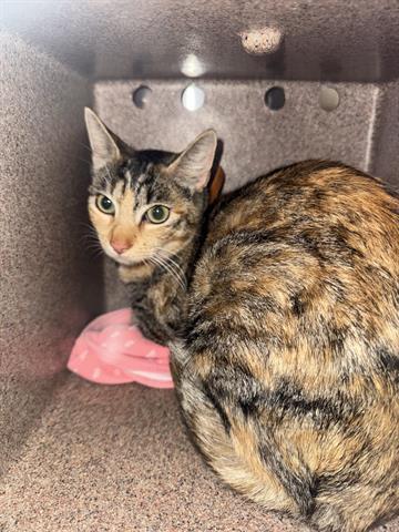 Enlarge BETTY, a Adoptable Domestic Medium Hair in San Martin, CA image 1/1