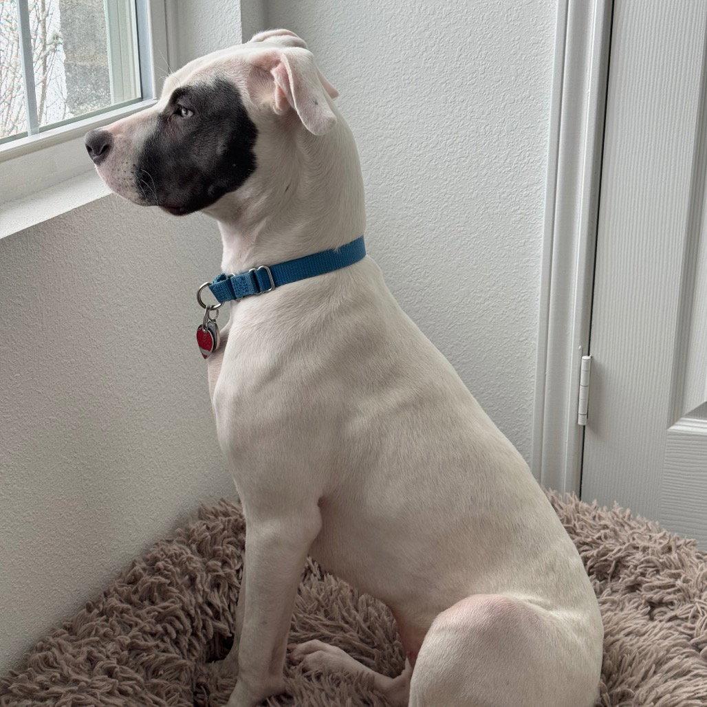 Kali, Adoptable, Adult Female Pit Bull Terrier.