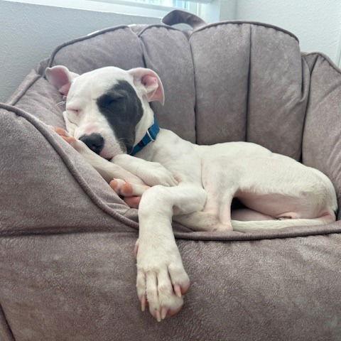 Enlarge Kali II, a Adoptable Pit Bull Terrier in Dallas, TX image 1/3